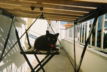 Lomo Cat